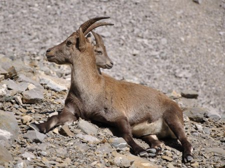 un bouc à 2 têtes ??!!