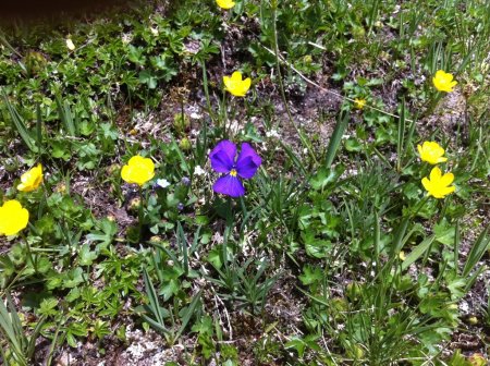 Fleurs au passeur de Pralognan