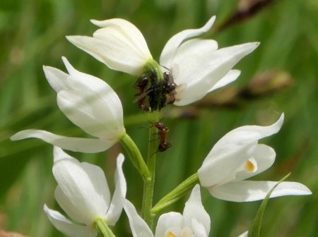 Céphalentère blanc courtisé par des fourmis