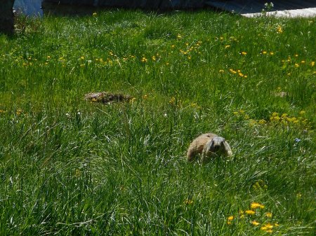 Une marmotte pour finir.