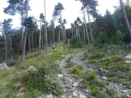 Montée à l’arête SO, des pistes de débardages peuvent être utilisées.