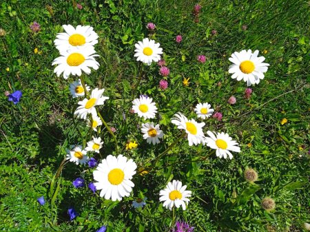 Marguerites..