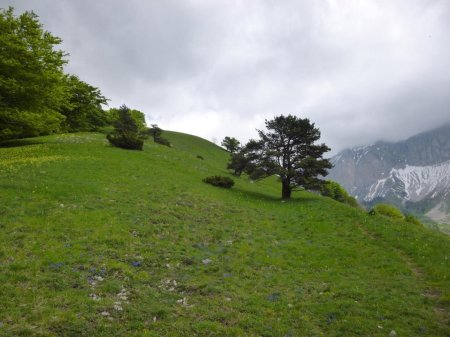 Variante par la Côte : montée sur la croupe.