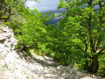 Variante par la Côte ou le col de la Croix : sentier avant l’intersection des Lavanssas, dans le rétro.