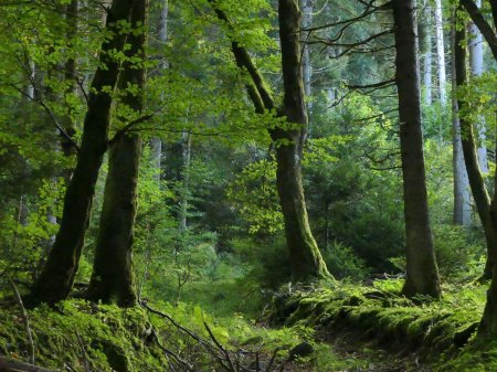 La forêt au dessus de la Gorge