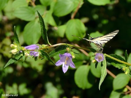 Flambé (Iphiclides podalirius) et Campanule gantelée (Campanula trachelium)