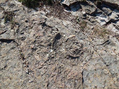 trace fossile ? sur dalle du Fulet