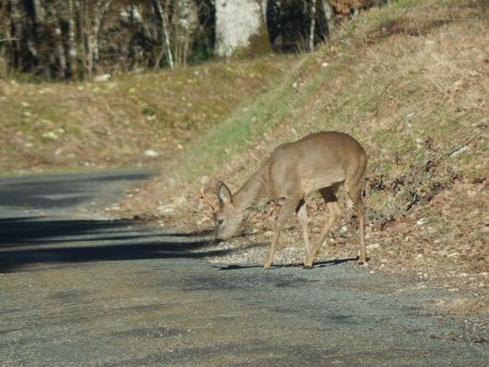 Chevreuil surpris pendant son petit déjeuner