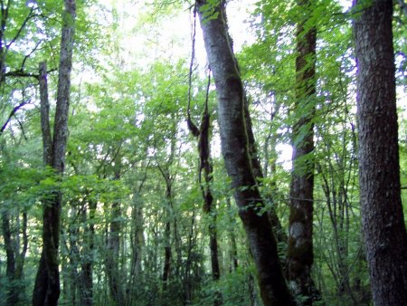 Houlà ! un singe au dessus de Bellegarde ?