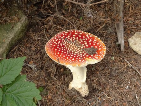 Amanite tue-mouches au bord du chemin sous la croix de Colomban.