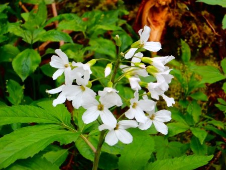 Cardamine digitée blanche...