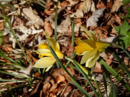 Jonquilles