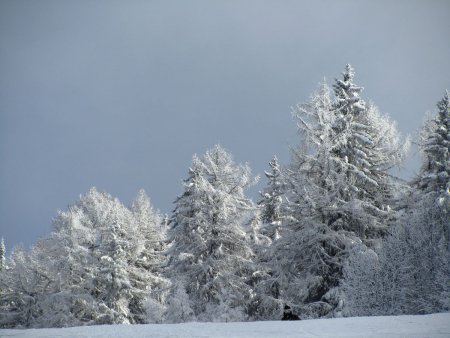 Arbres bien enneigés.