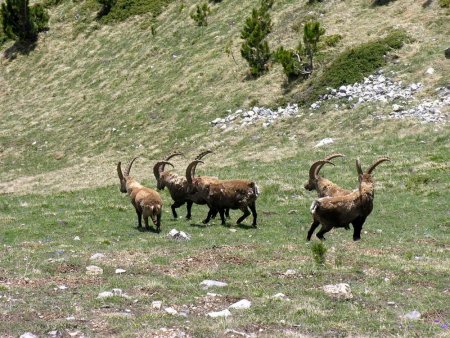 Nouvelle rencontre avec les bouquetins en arrivant dans la forêt de l’Orgère