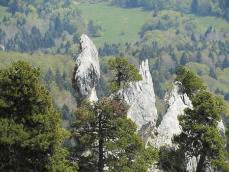 Vue du sangle inférieur.