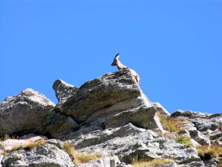 Un habitant des lieux