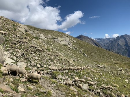  Sur le sentier avec quelques invités ! mais sans patou !!