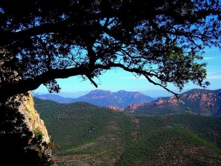 La forêt qui porte la marque des incendies.