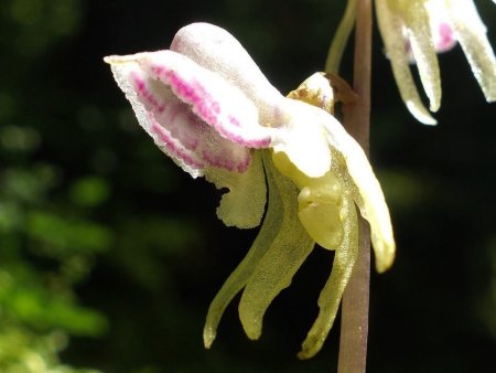 Fleur d’Epipogium aphyllum