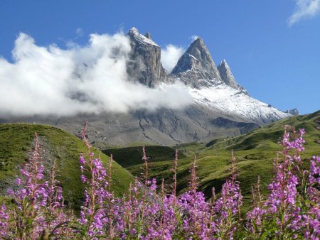 Epilobes et Aiguilles d’Arves.