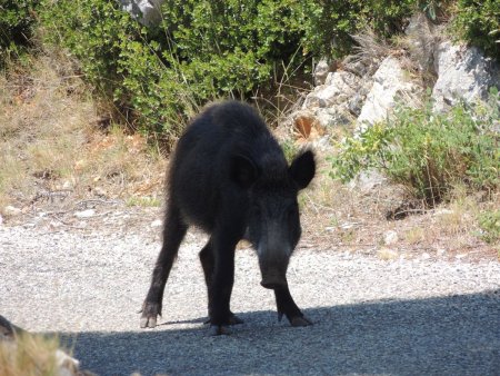 Un habitant des calanques.