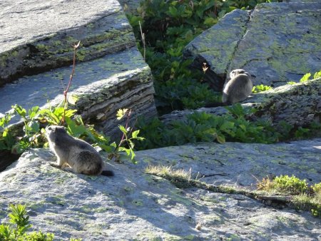 Marmottes