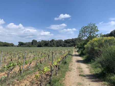 Chemin en bord de vignes.