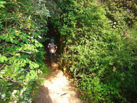 La montée en forêt.