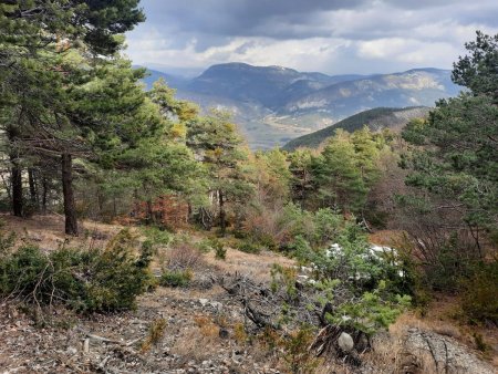 Belle forêt aux diverses essences