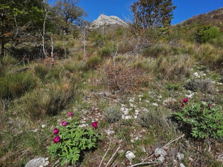 De magnifiques pivoines