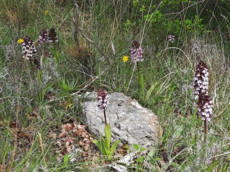 Orchis Pourpre