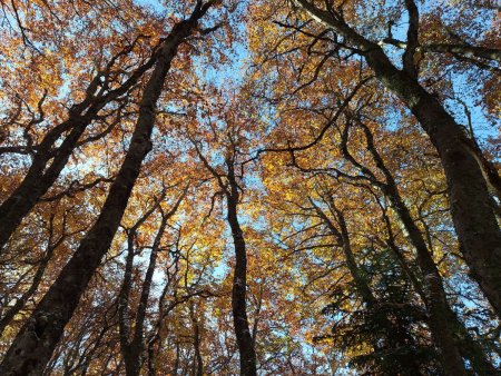 Quelques arbres pour les amateurs