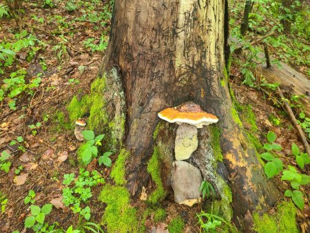 Habitants de la forêt 