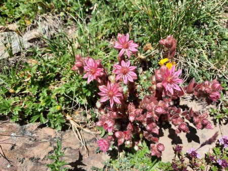 Joubarbes à toiles d’araignées