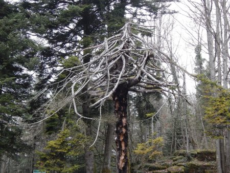 l’arbre du Sapenay