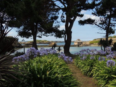 Agapanthes et le moulin.