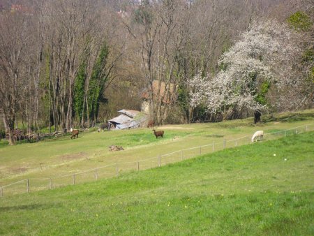 Des Lamas en arrivant à Venon.