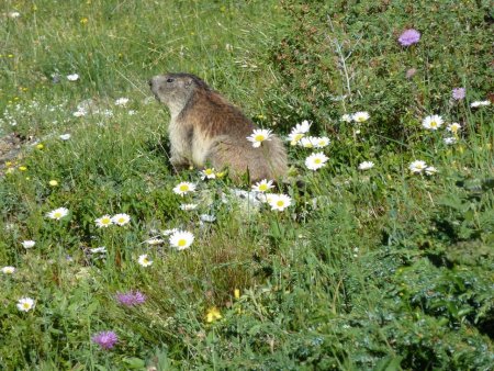 Rencontre en montant au Refuge de la Lavey