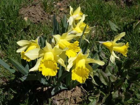 Jonquilles