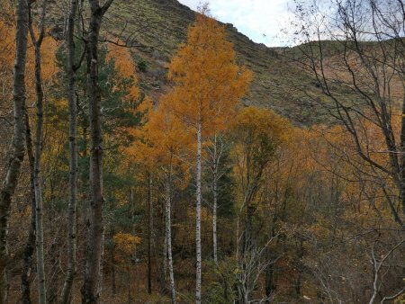 Vallée de Nohèdes : dernières couleurs d’automne