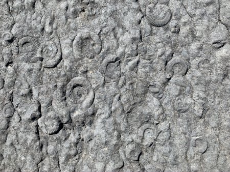 Dalle aux ammonites.