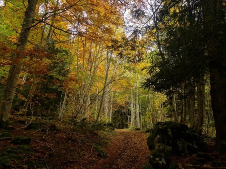 Dans le Bois de Prélenfrey