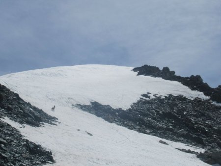 Quelques chamois gambadent sur la crête sommitale