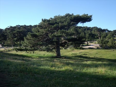 Pin au col de Bavella