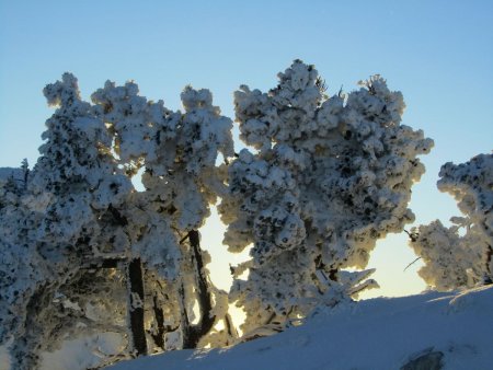 Arbres givrés.