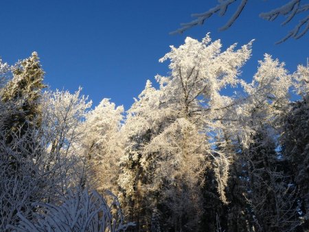 Belle ambiance dans les bois malgré le peu de neige.