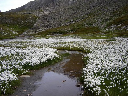 Linaigrettes sous le col Vieux.