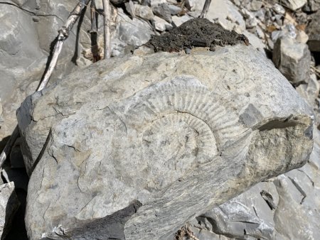 Ammonite.