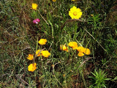 Echappées de jardin.