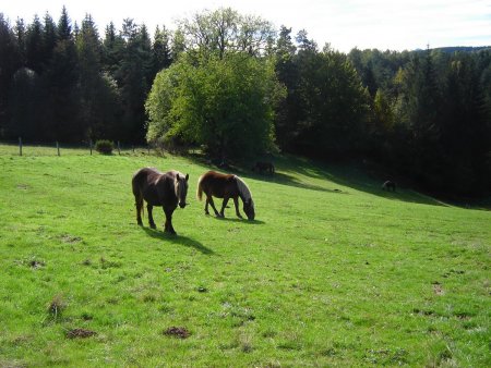 Un haras se situe à proximité.